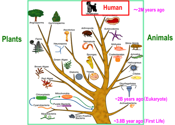 life_evolution