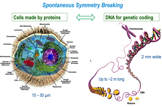 Eukarotye_DNA