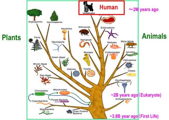 life_evolution
